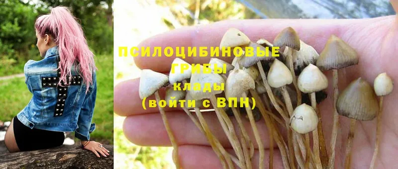 Псилоцибиновые грибы GOLDEN TEACHER  Калязин 